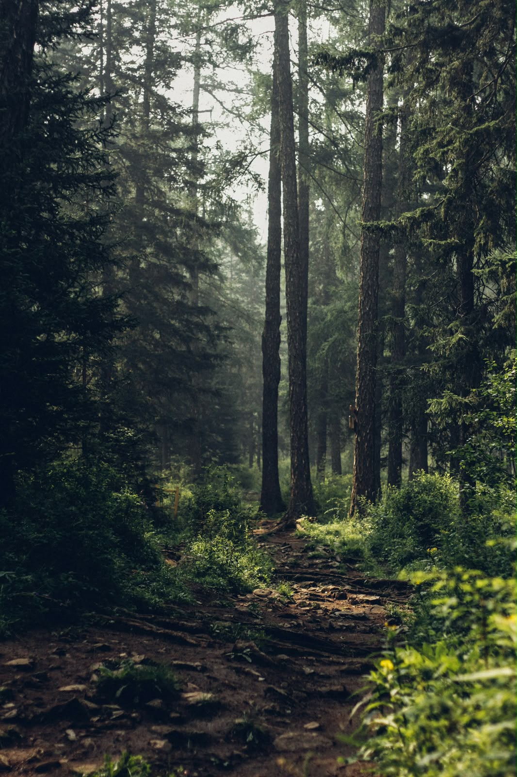Offline (SILENT) Half-Day Retreat