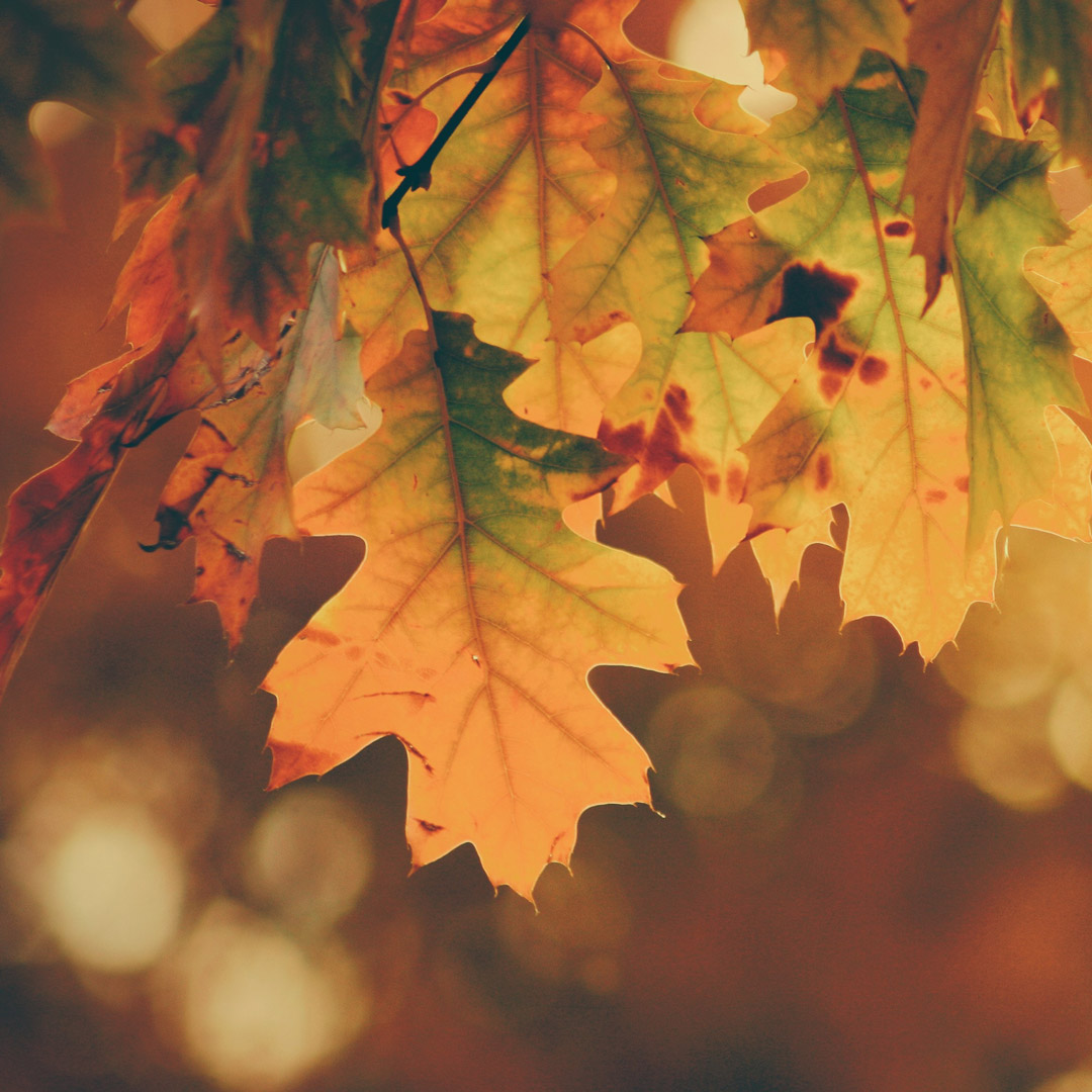 Autumn Cacao Ceremony: Water & Creativity
